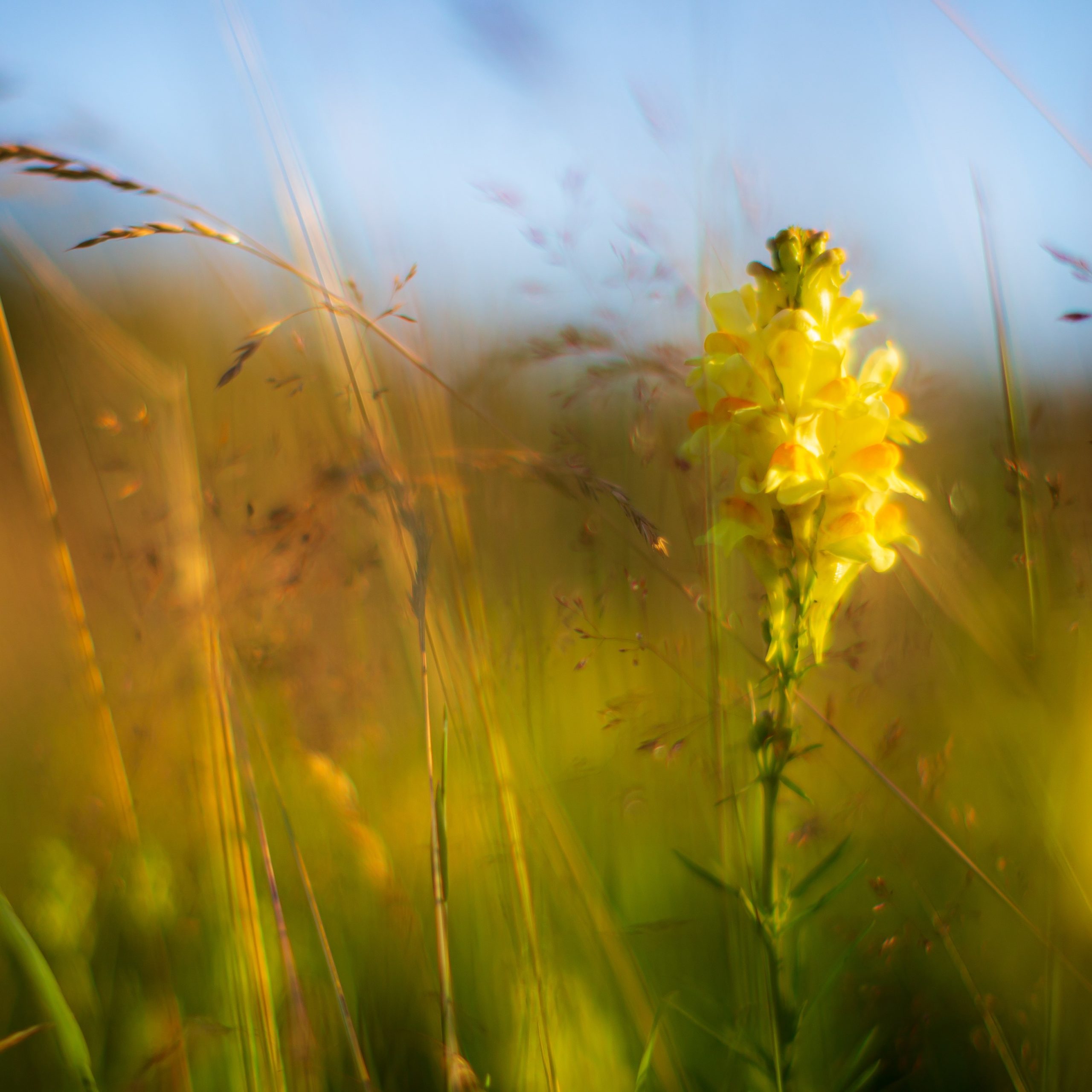 Gul blomst på Gimle. Fra fotoserien Den fine lille skogen. Foto: Sigve Mathisen