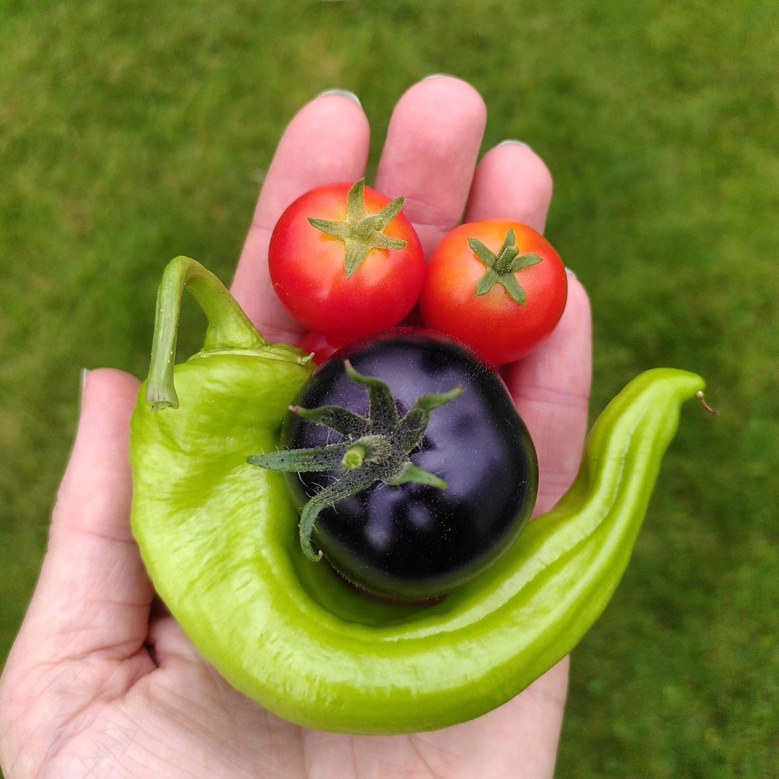 Tomater og paprika formet som et smil, i en hånd